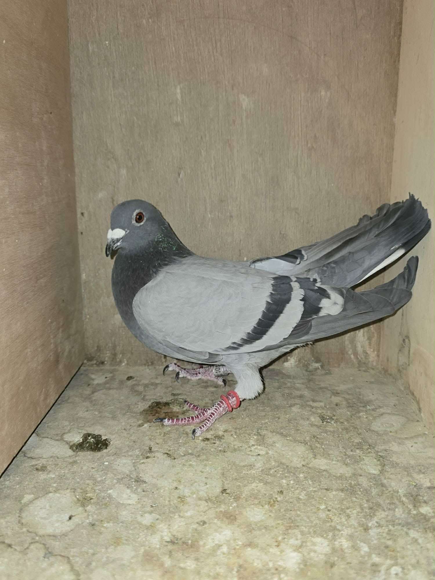 BE25 1014460 Photo