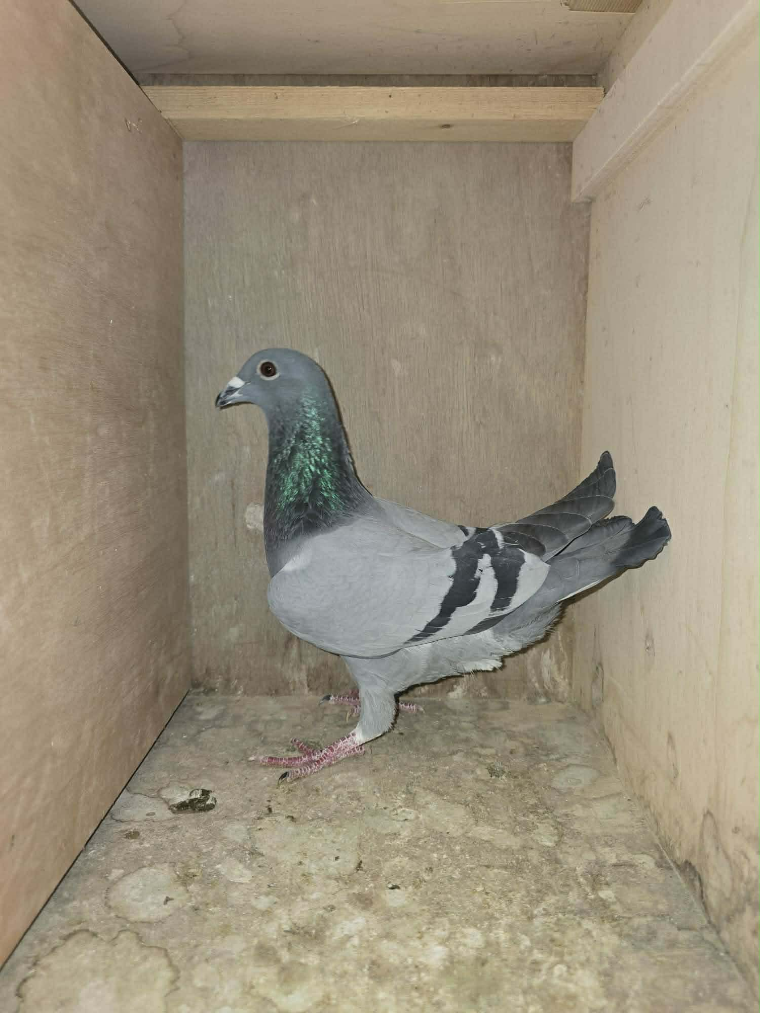 BE26 1101204 Photo