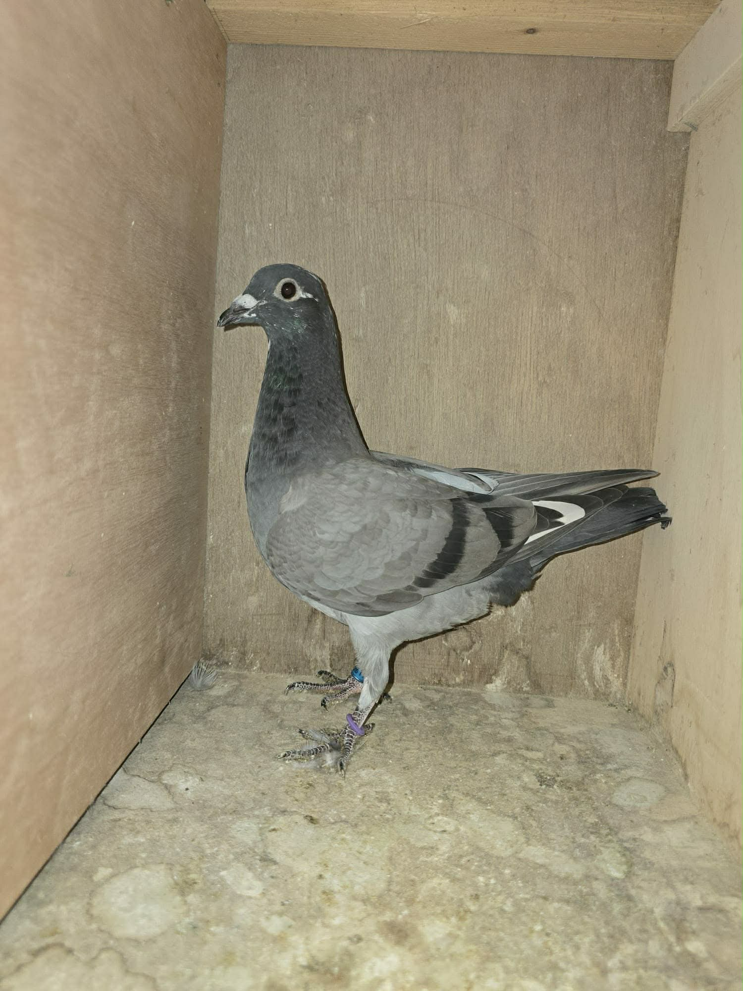 BE26 1101229 Photo