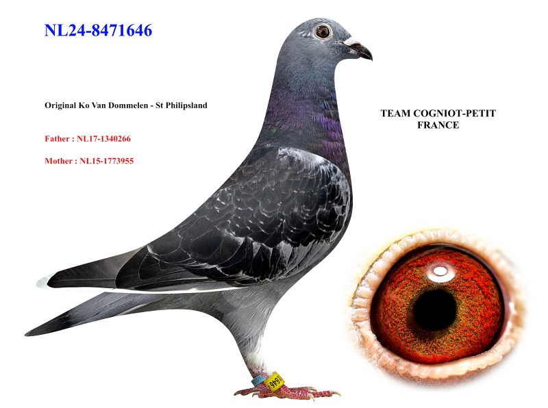 Cogniot petit 02 NL24