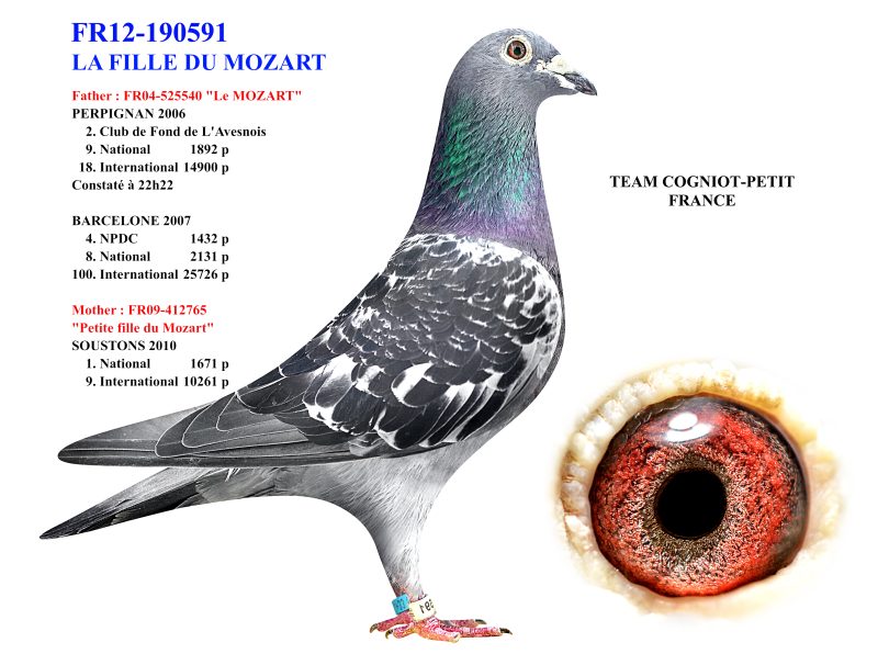 Cogniot petit 02 Ped FILLE MOZART