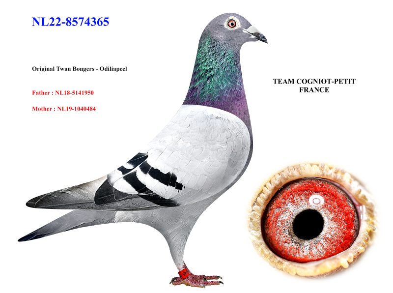 Cogniot petit 06 TWAN BONGERS