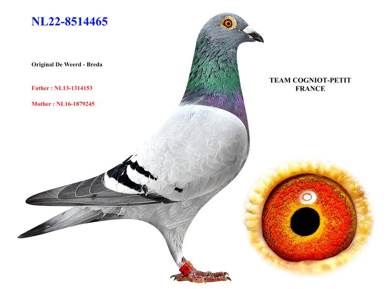 Cogniot petit 07 NL22 8514465. DE WEERDT BREDA