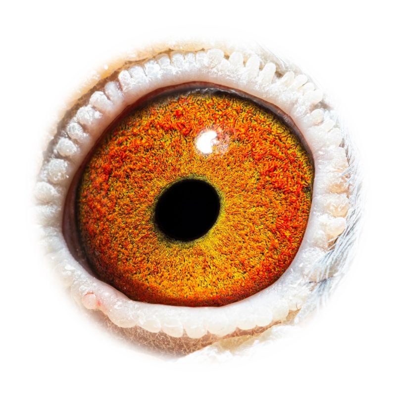 Cogniot petit 10 GB21 V98503 eye asset