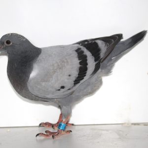 Vrt20226082