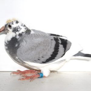 Vrt20226082