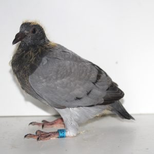 Vrt20226082