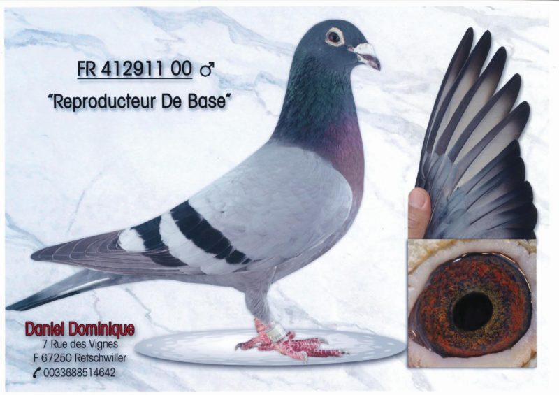 DANIEL Dominique reproducteur de base