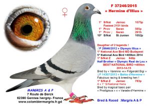 A. & P. Margris de Gennes Ivergny (62) : Hermine d’Illius remporte le 1er St-Junien Vieux et Plus grande vitesse des 8939 pigeons