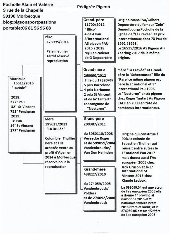 Pocholle_Luciole_ped