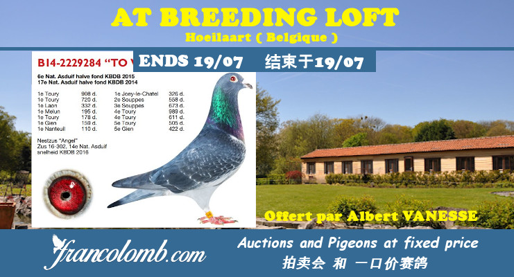 AT Breeding Loft (Belgique) : Vente de 52 Pigeons 2019 & 2020