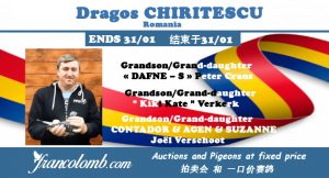 Vente : Dragos CHIRITESCU (Roumanie) : 7 Pigeons