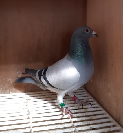 pigeon 426 224