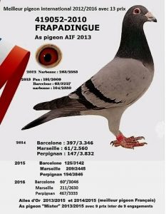 Alain & Valérie Pocholle de Morbecque (59) : Frapadingue : Meilleur pigeon internationaux 2012 – 2016