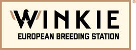 Winkie European Breeding Station : 8 pigeons prêts à accoupler pour le Grand-fond